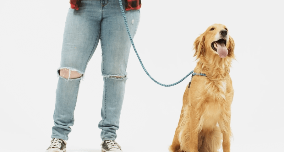 Harness Lead Amazon Product Thumbnail